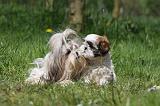 SHIH TZU 318